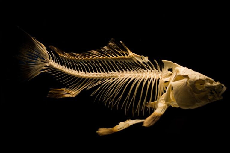 魚骨頭呈現暗綠色，還能食用嗎？（示意圖／來源：pixabay）