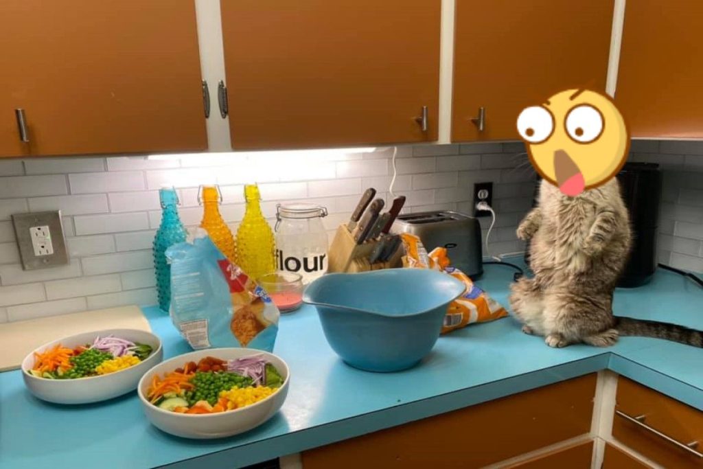 貓咪站在櫥櫃上看整碗「蔬菜」　一臉鄙視：要讓朕吃草？