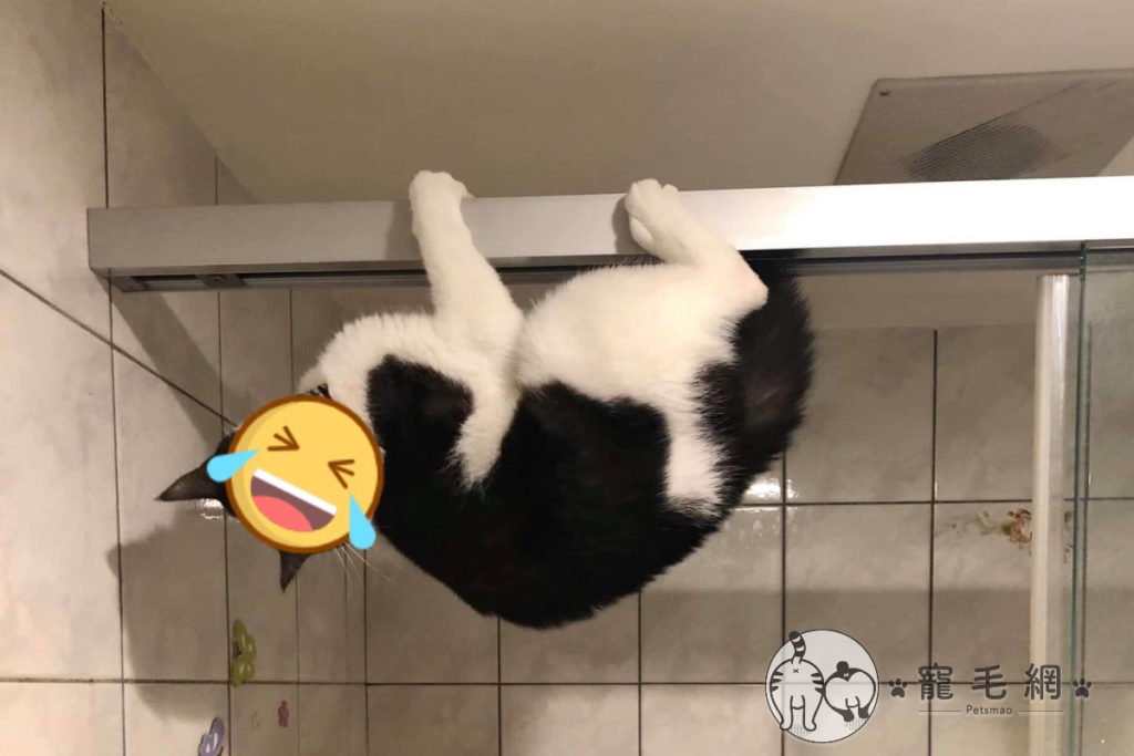 ▲媽進浴室驚見賓士貓倒吊拉門　大嘆：牠的志願是當「蝙蝠俠」