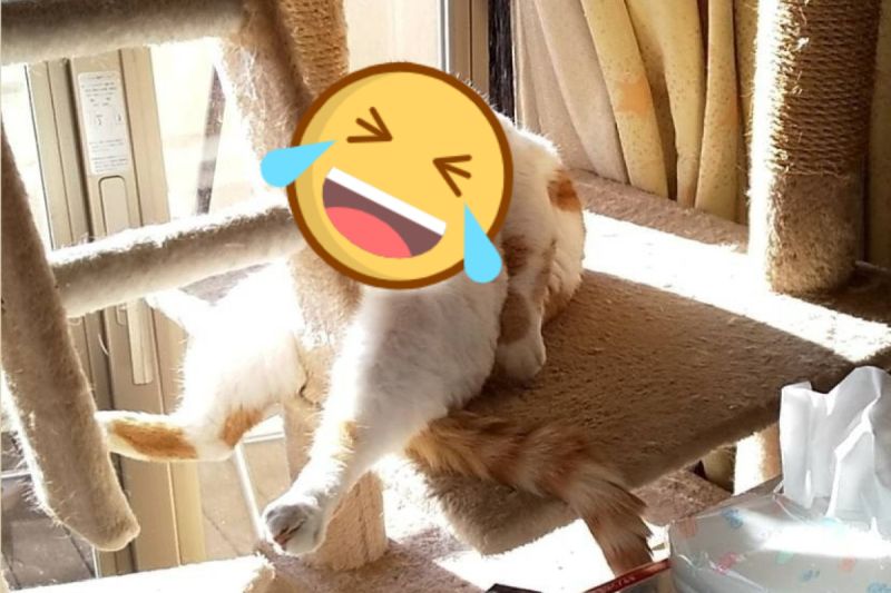 一隻橘白貓在貓跳台上以奇葩姿勢睡著引起網友熱議！（圖／twitter帳號Kotatsu10Mikan7）