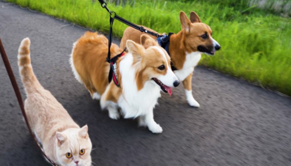 ▲日本一隻曼斥肯貓與一對柯基兄妹很喜歡到戶外散步。（圖／twitter帳號muchi21067312）