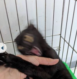 板橋動物之家收到了一隻小黑貓在拍照時興奮到模糊
