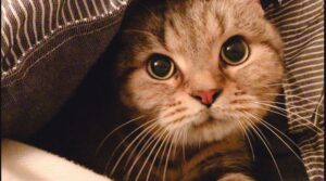 毛鬧鐘奴才秒起床