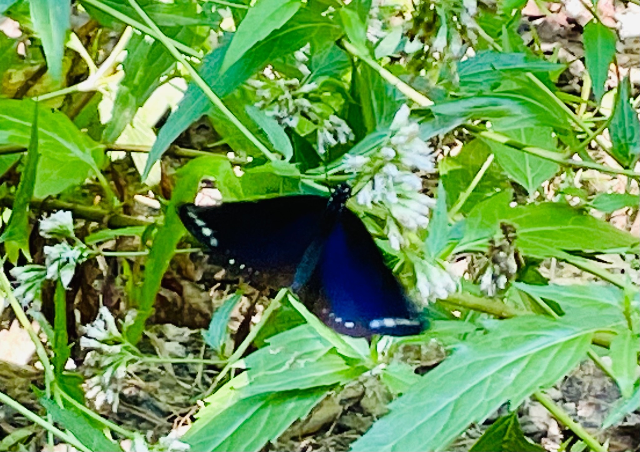 ▲斯氏紫斑蝶前翅背面上端有明亮的藍紫色光澤，相當美麗。(攝影/高祥)