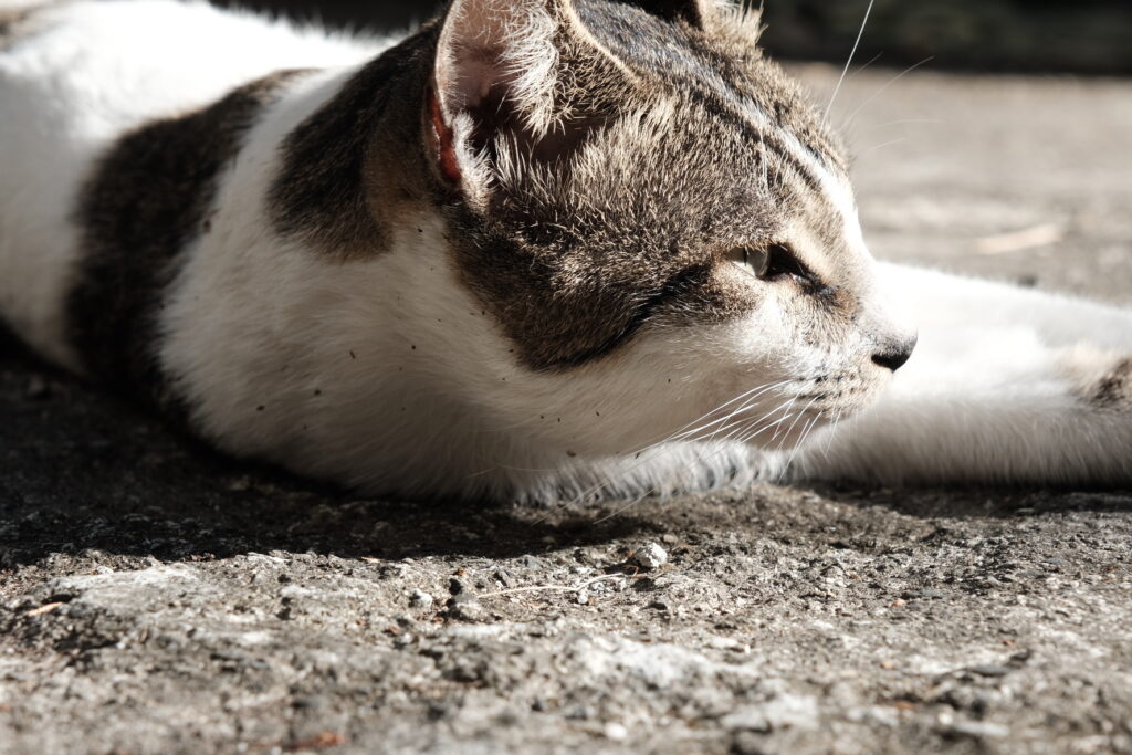 例外可剃毛的情況是貓咪檢查或手術時不得已才剃