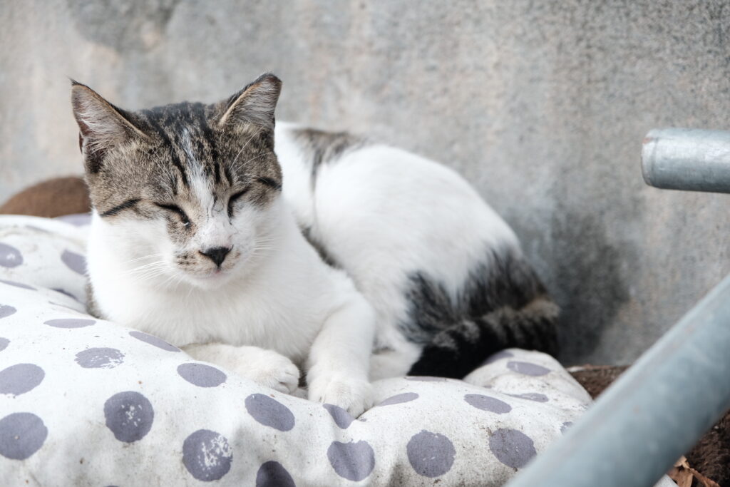 有些人怕貓咪中暑想把貓毛剃光