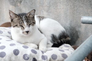 有些人怕貓咪中暑想把貓毛剃光