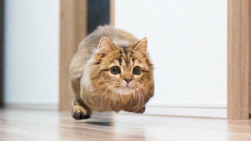 我一定要抓到你