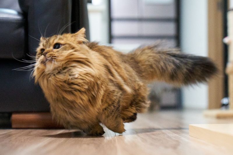 貓咪高速過彎（圖片來源：mownews）