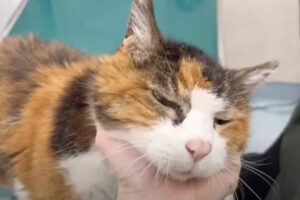 27 歲貓奶奶娜娜呆萌呼嚕