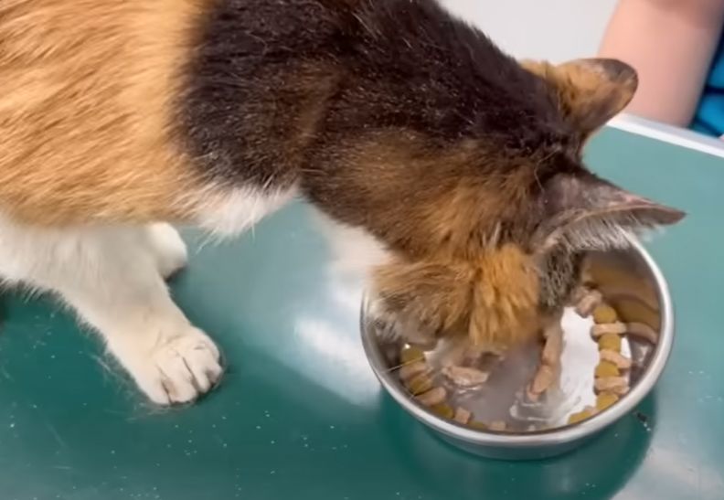 醫師替娜娜慶生，並希望牠能長命百歲