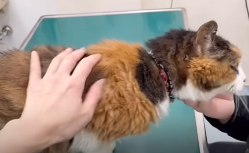 娜娜走進診療台時用嘟嘟的臉蹭著醫師的手還發出小貓般的叫聲，可愛到融化！