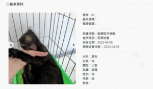 小黑貓也興奮到模糊