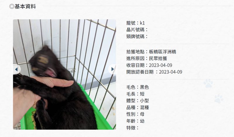 小黑貓也興奮到模糊