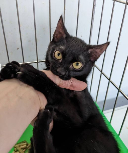 新北市動物保護處的官網突然爆紅的黑貓