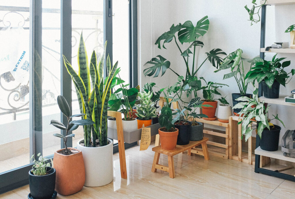 綠意盎然的室內生活：挑選適合耐陰植物，輕鬆享受植物療癒之美