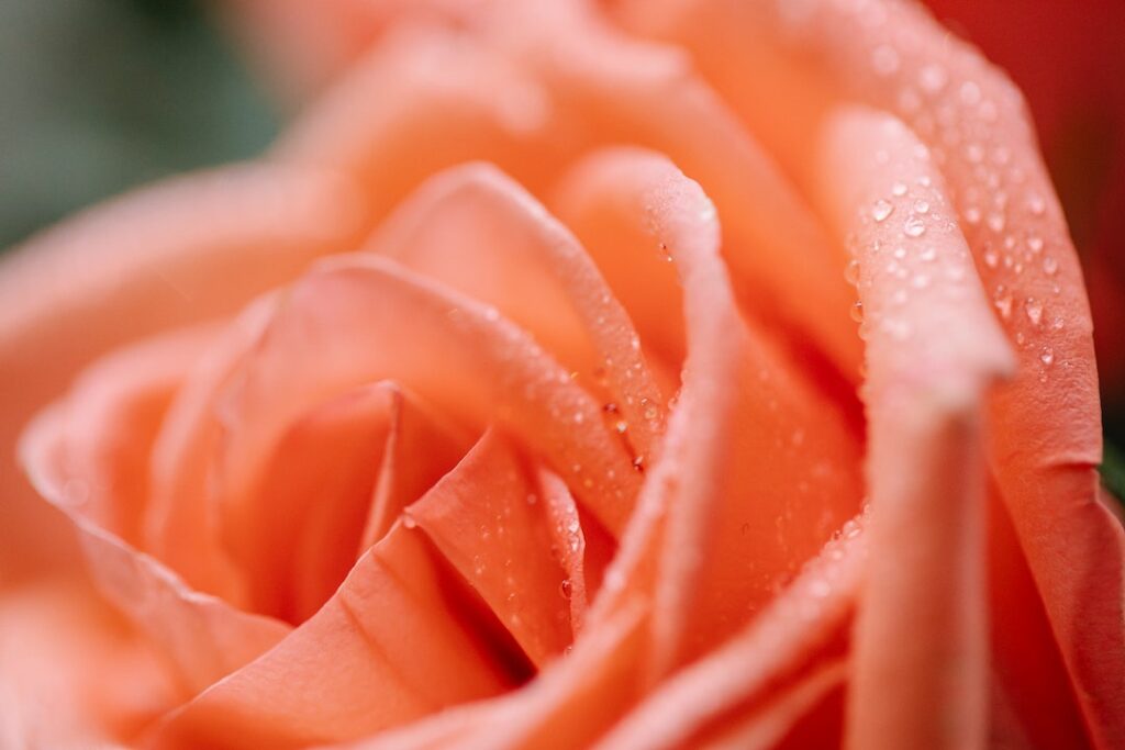 姊妹上網找了張玫瑰花開的照片傳給男人，並附上一句話「目前狀態」，結果不到一分鐘，男友立刻回了 2 字「已硬」