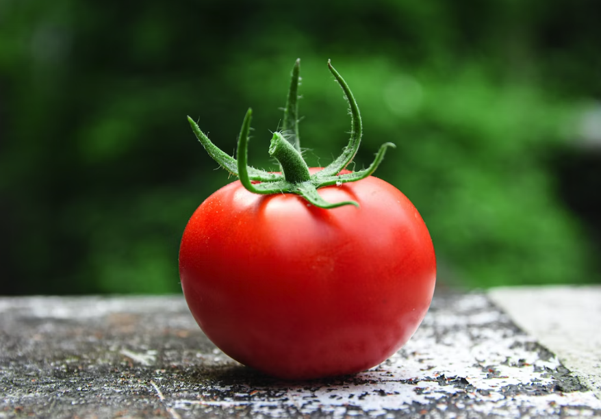 番茄中含有豐富茄紅素