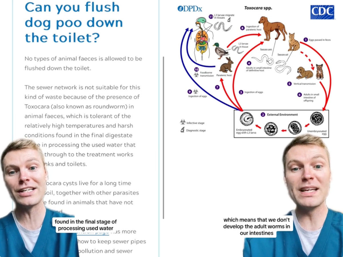 貓狗排泄物不要沖馬桶！獸醫揭「幼童特別危險」2 招正確方法解決