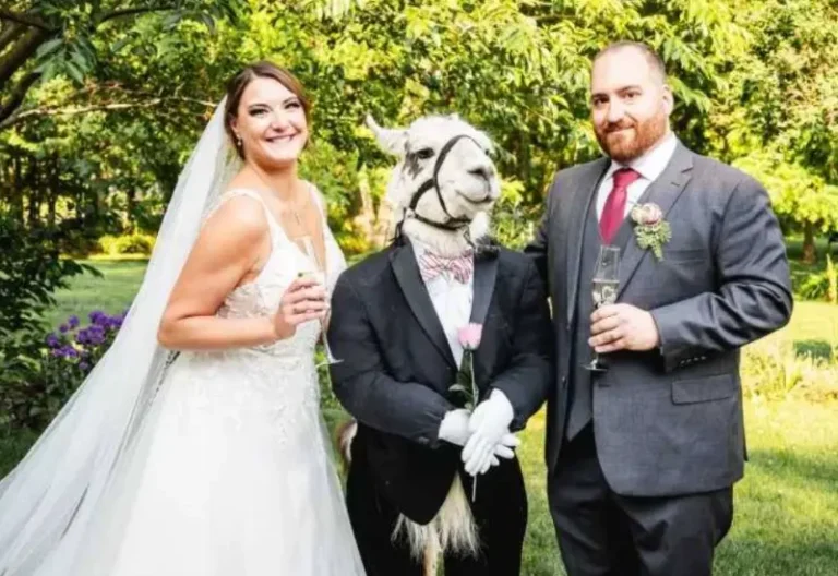 日前在美國的一場婚禮中，竟然有一隻伴郎羊駝。（圖／取自臉書Llama Adventures）