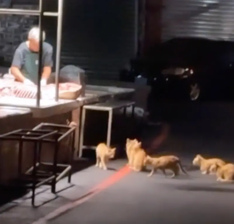 六隻橘貓在大半夜於嘉義大林菜市場肉攤前面排隊領宵夜，笑翻不少網友。（圖/Tik Tok@shanyi90）