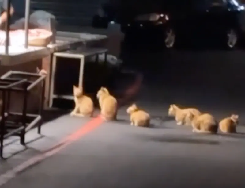 網友路過嘉義大林菜市場時，看到六隻橘貓大半夜在肉攤前面排隊領宵夜，畫面相當療癒。（圖/Tik Tok@shanyi90）