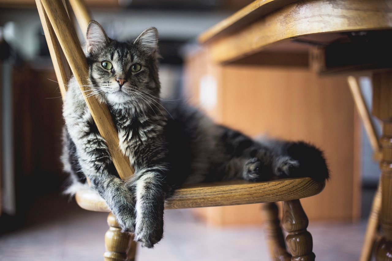 連達文西都曾說「貓是偉大的傑作。」就能知道喵皇們在人類心中地位之高。（圖片來源：pixabay）