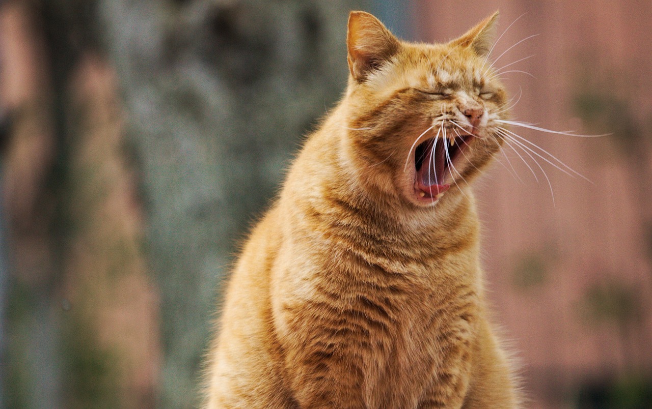 學習貓咪沒事伸懶腰、多多曬太陽！（圖片來源：pixabay）