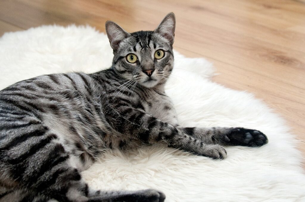 貓咪除了天生可愛讓人傾倒，貓愛美的心更讓人類喜愛佩服。（圖片來源：pixabay）