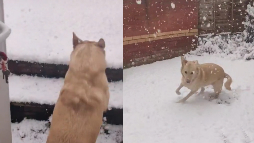 國外一隻米克斯黃狗，明明看到外頭下著大雪，仍然執意要出門散步，沒想到一踏出雪地，立刻被恐怖低溫嚇到，不到3秒時間又折返衝回家。（圖／翻攝自TikTok＠caraishere）