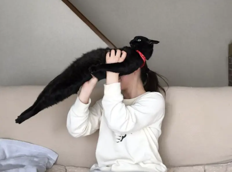 日本有一隻「鋼鐵黑貓」烏嚕嚕（うるる），只要主人想抱牠，牠的身體就會呈現一個非常不自然的「直線狀態」。（圖／翻攝自X＠@itmnnnnn）