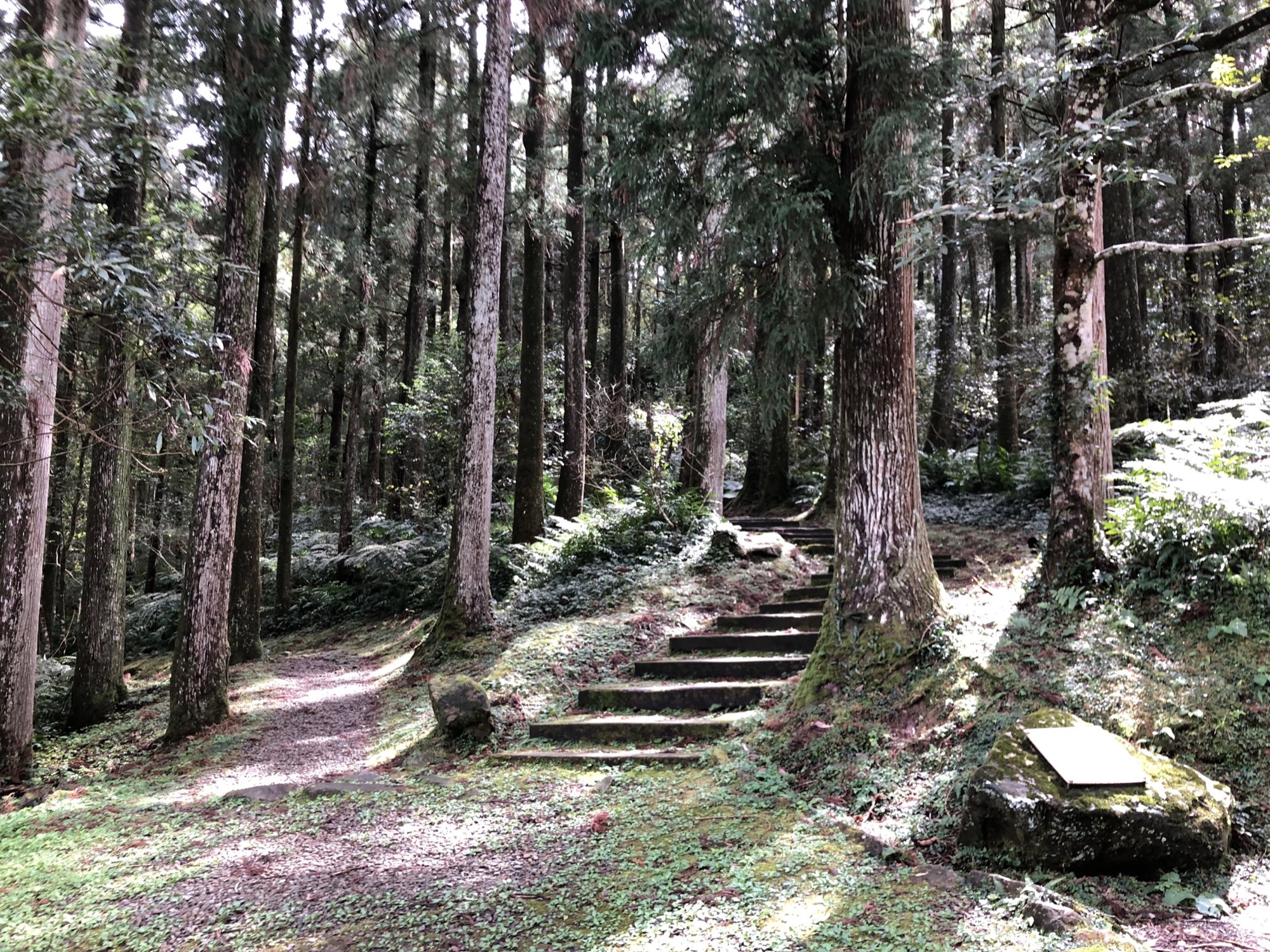 東眼山國家森林遊樂區。（圖片來源：台灣山林悠遊網）