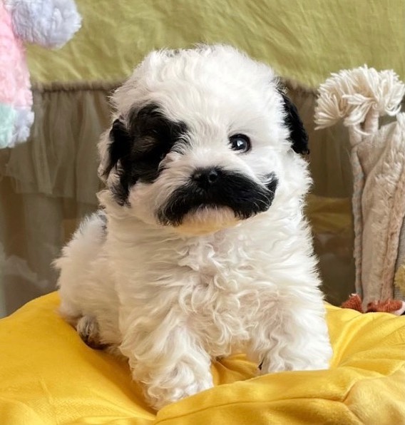 第一天和主人相見的小阿吉（圖／IG@pringles_maltipoo）