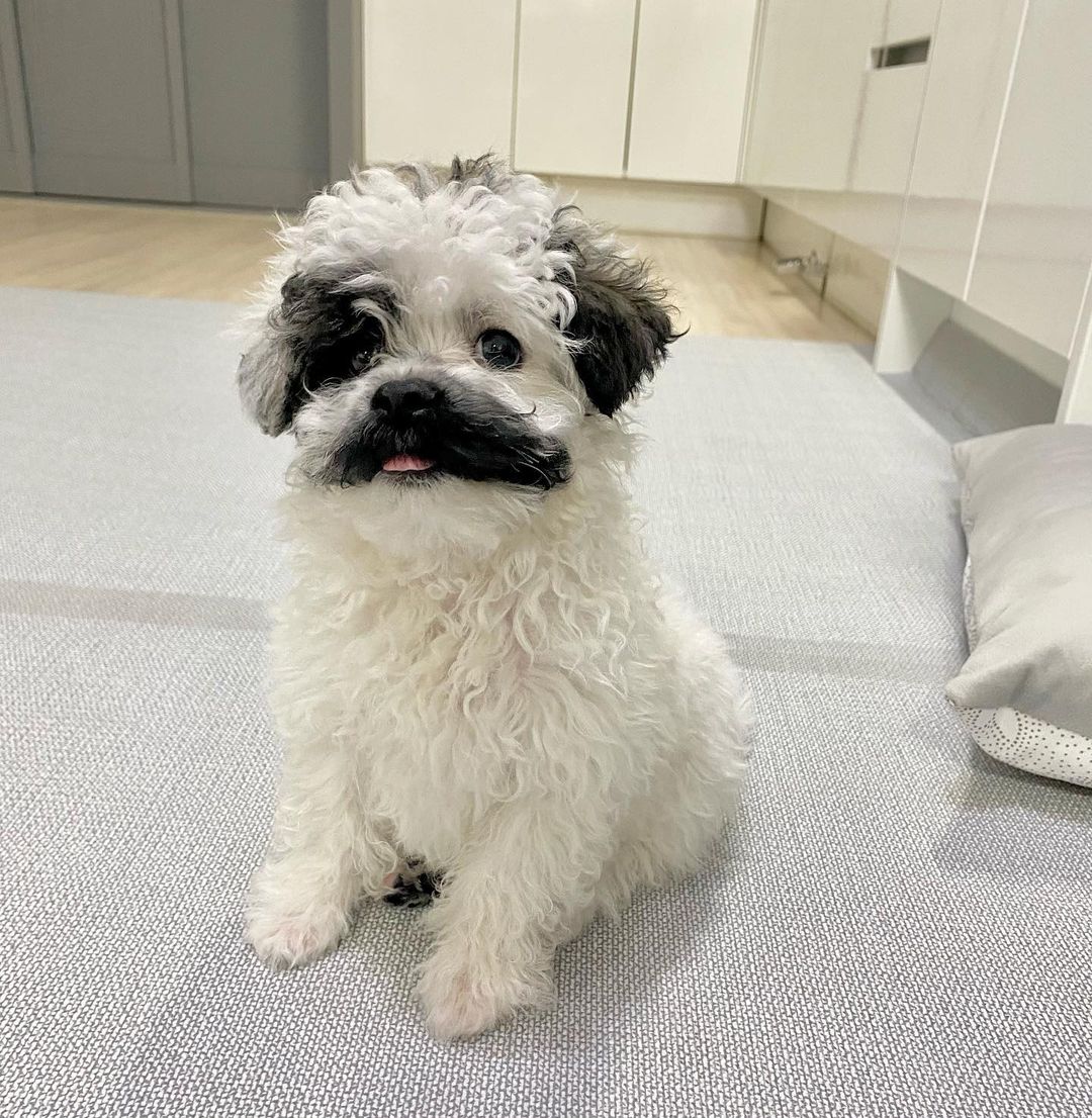 我是一隻紳士小狗狗！（圖／IG@pringles_maltipoo）