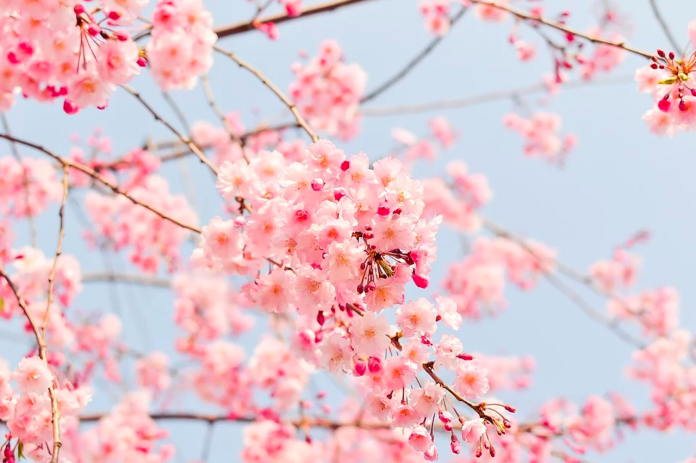 ▲立春是二十四節氣中的第一個節氣，象徵著春天到來，同時也離農曆新年不遠了。（圖／Pixabay）