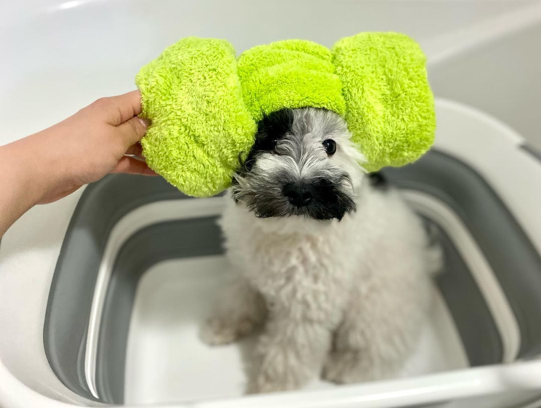 天啊這個羊角卷也太可愛！（圖／IG@pringles_maltipoo）