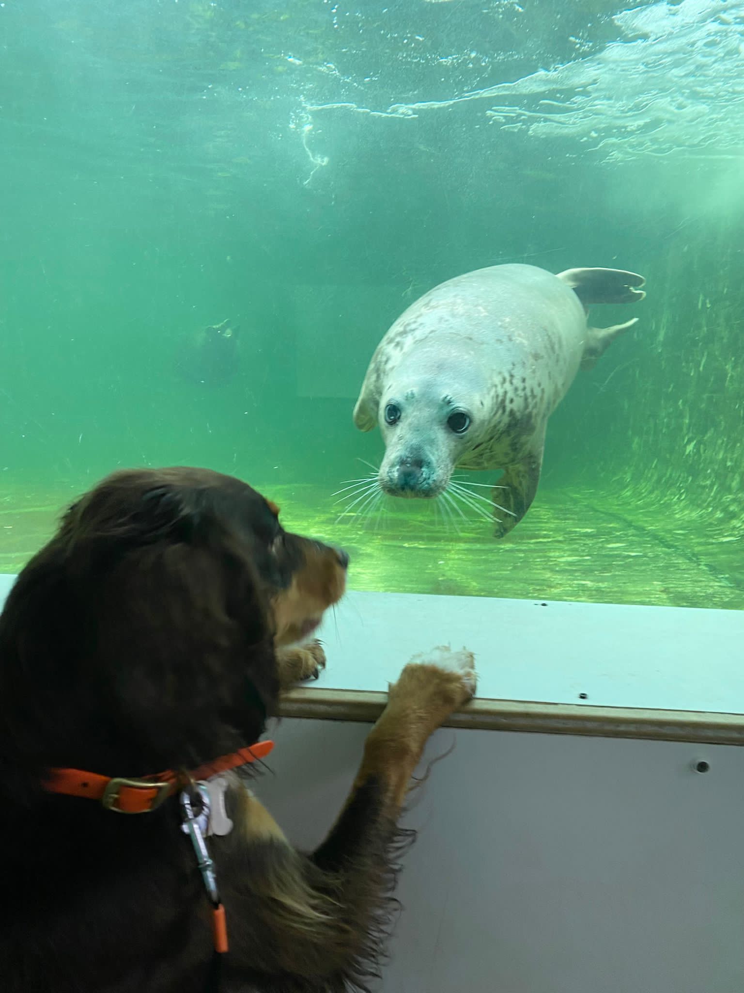 這隻小海豹比較溫和，我想跟牠玩！（圖／Cornish Seal Sanctuary）