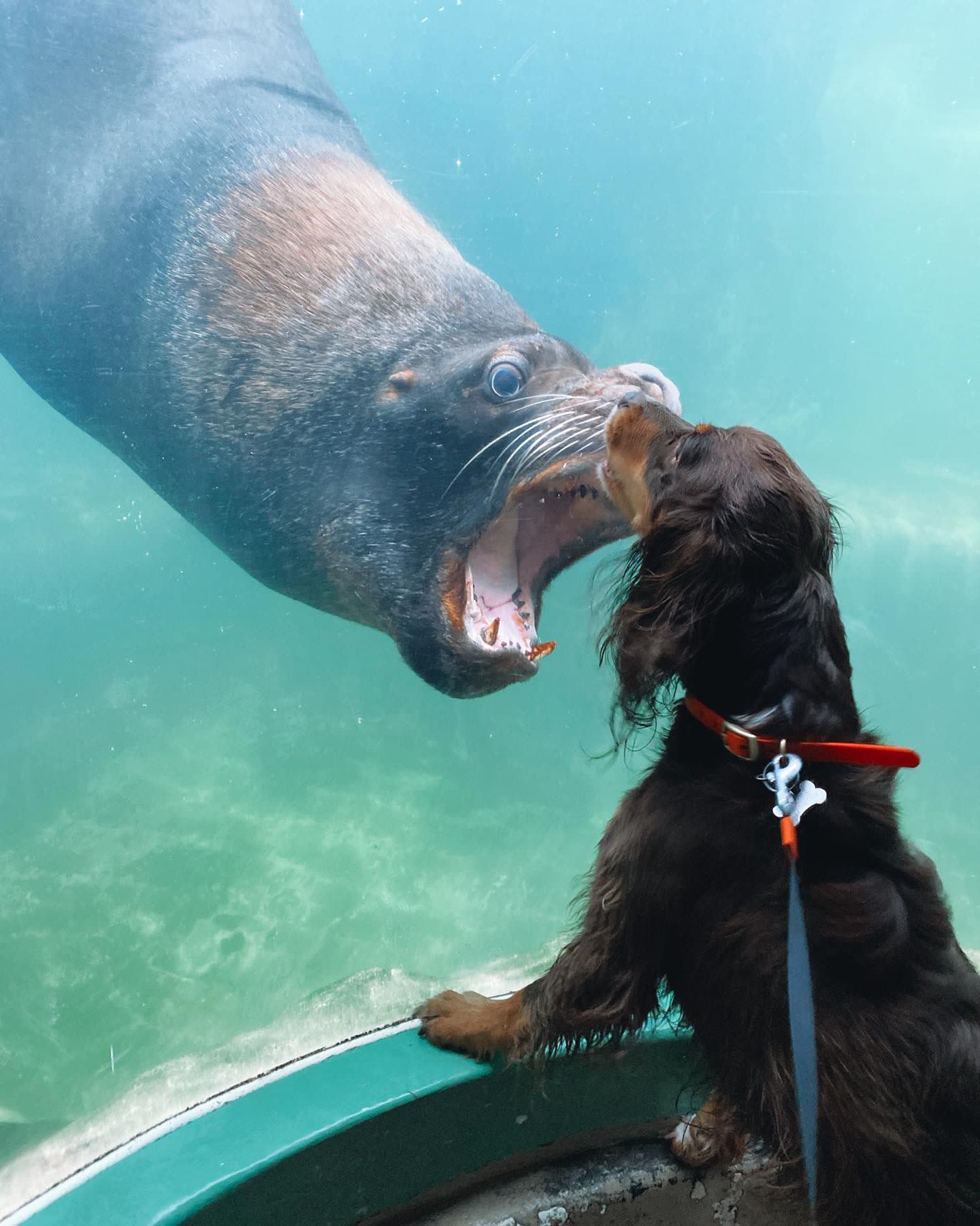 這隻海獅的歡迎儀式也太兇猛了吧？！（圖／Cornish Seal Sanctuary）
