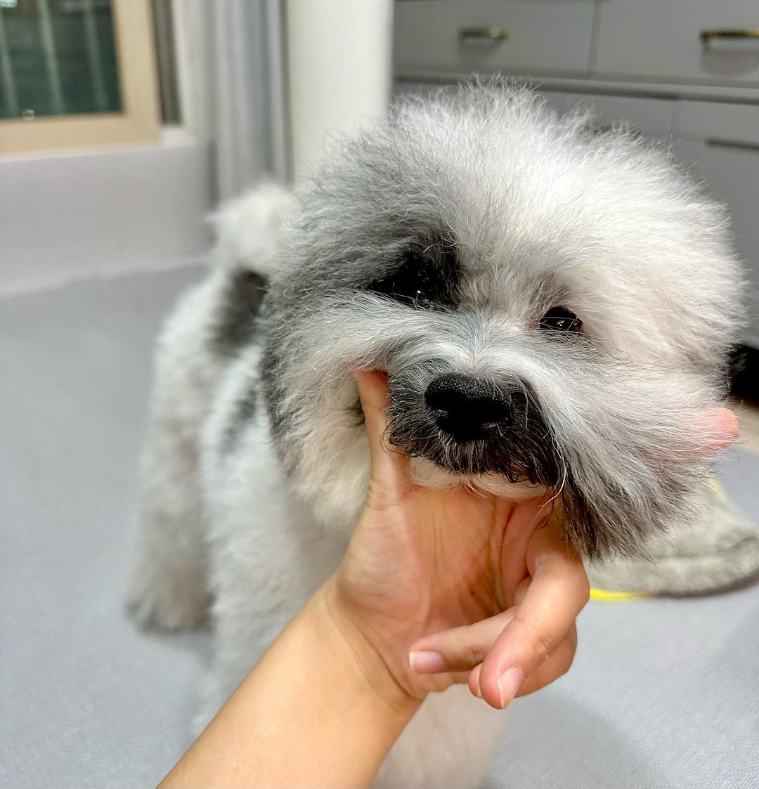 狗生在世，沒什麼笑笑過不去的（圖／IG@pringles_maltipoo）