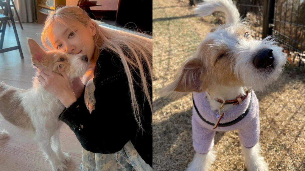 BLACKPINK Rosé和愛犬合拍年曆！甜蜜互動讓人讚「好羨慕」 | 名人生活 | Babyou姊妹淘