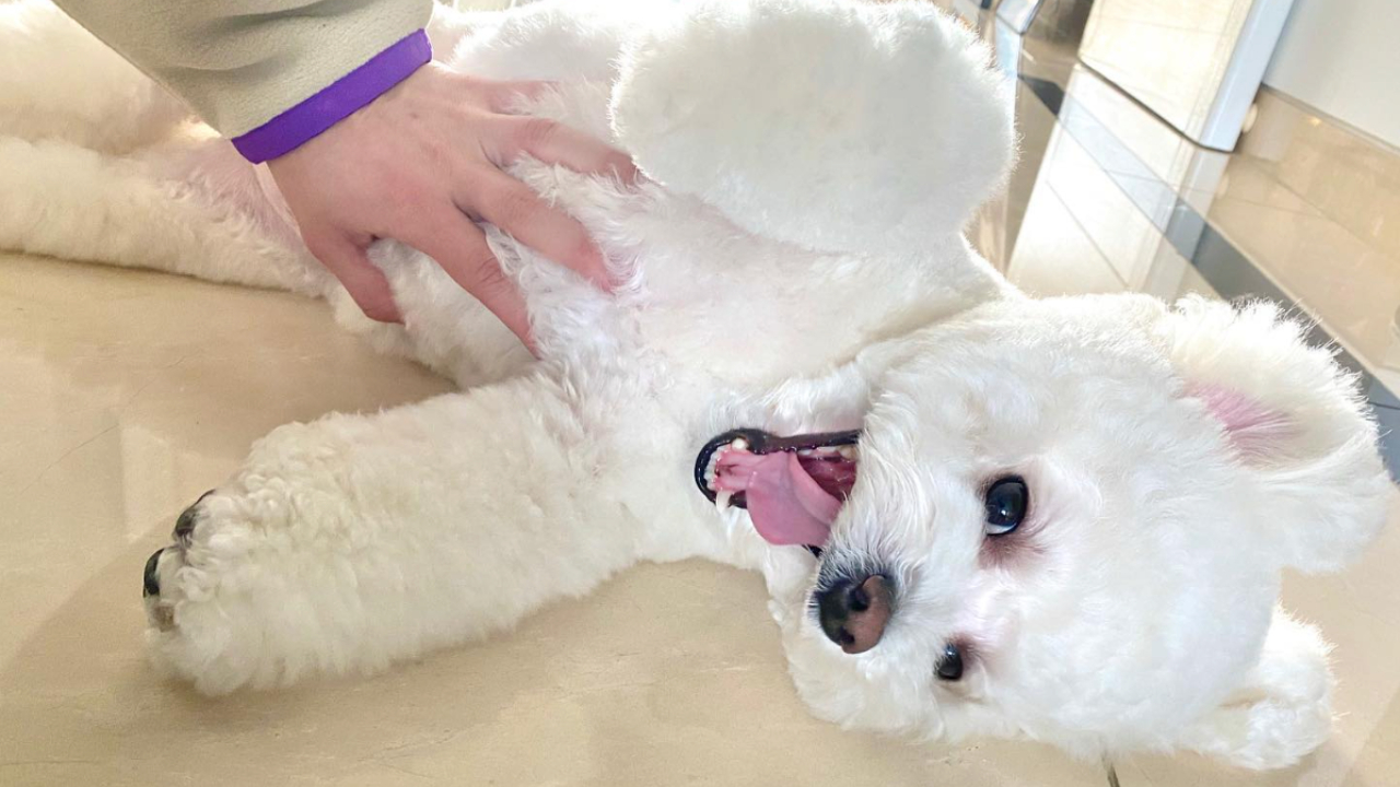 不怕鏡頭的辛巴，個性俏皮親人（圖片來源：朴敘俊 IG）