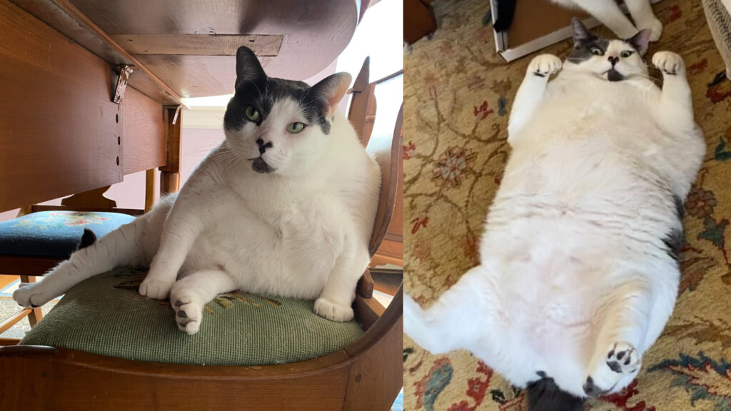 18 公斤重的貓貓，正在進行減肥計劃，可愛模樣吸引粉絲鼓勵（圖片來源：Patches' Journey FB）