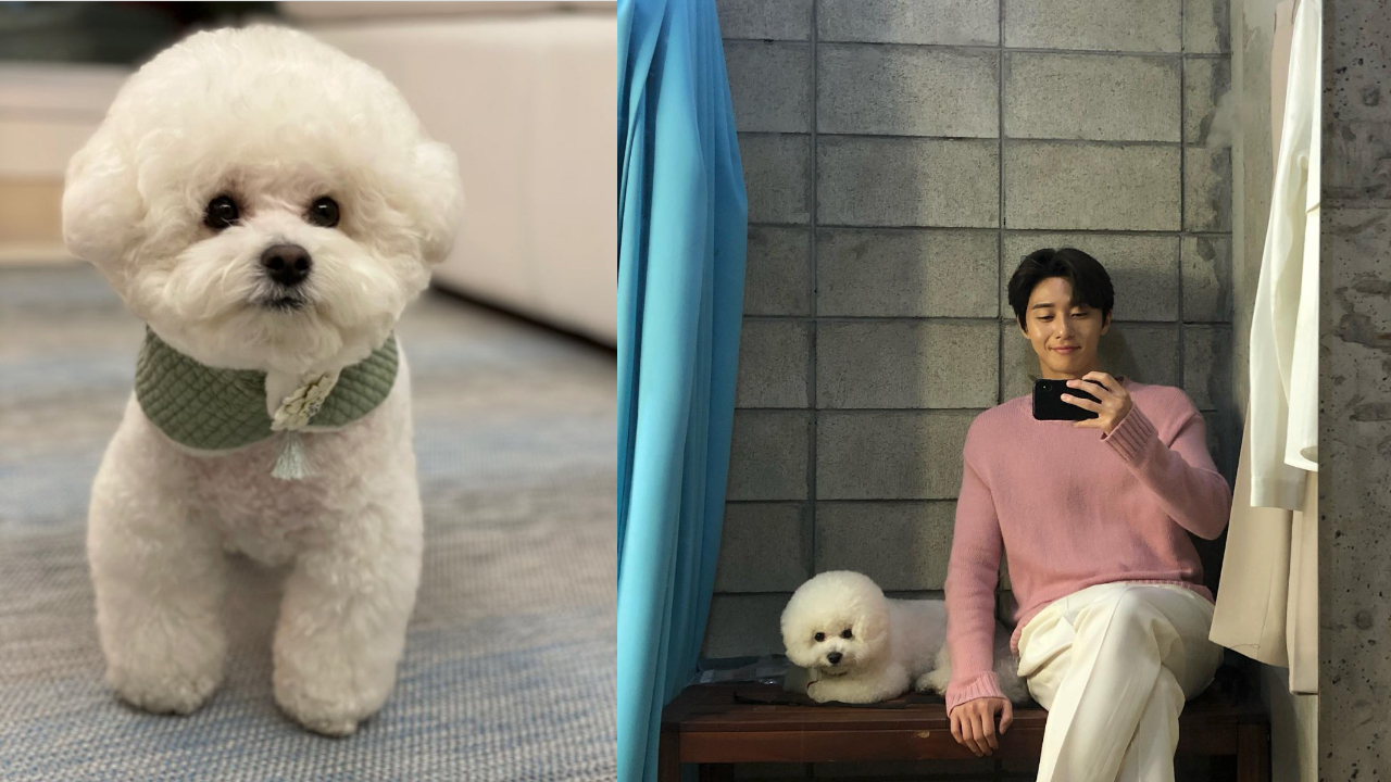 辛巴時常出現在朴敘俊的社群上，可愛模樣超圈粉（圖片來源：朴敘俊 IG）