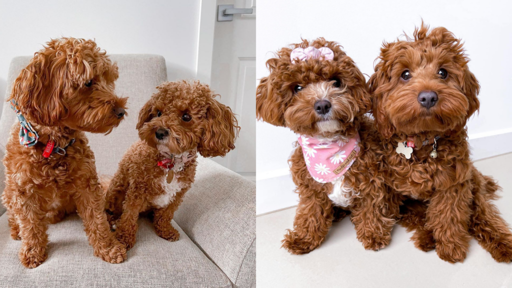 Minnie和Dusty是兩隻超可愛的貴賓狗兄妹（圖／IG@minnieanddustyshow）
