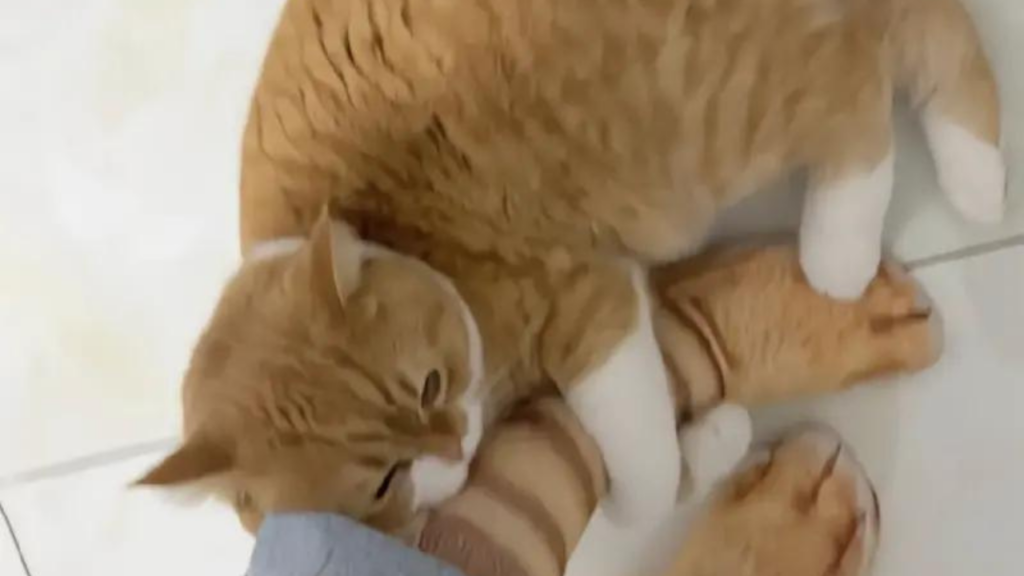 中國有飼主在網路上購買貓咪花色的襪子，還穿上去特別秀給愛貓看，一隻胖橘貓看到立刻上前抱住奴才的腳，說什麼也不肯放開。（圖／翻攝自微博）