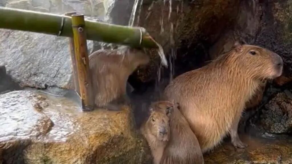 ▲一隻水豚與夥伴們在享受溫泉淋浴，為了讓熱水第一時間淋在身上，反倒一直遭流水竹筒「當頭棒喝」。（圖／取自X@yu_haradakei）
