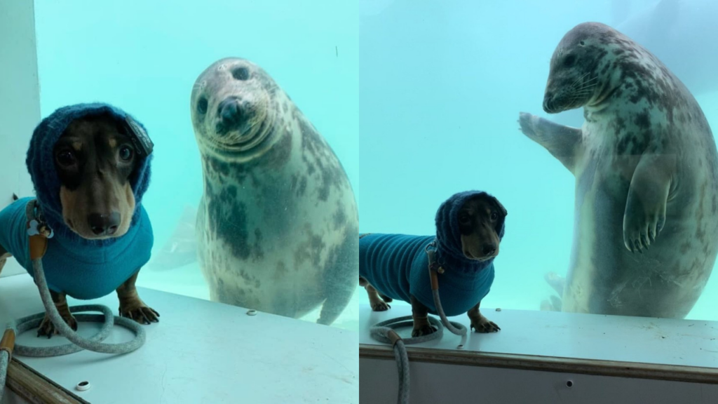 狗勾和海豹怎麼可以長那麼像呢？看來是天生要當好朋友的緣分（圖／Cornish Seal Sanctuary）