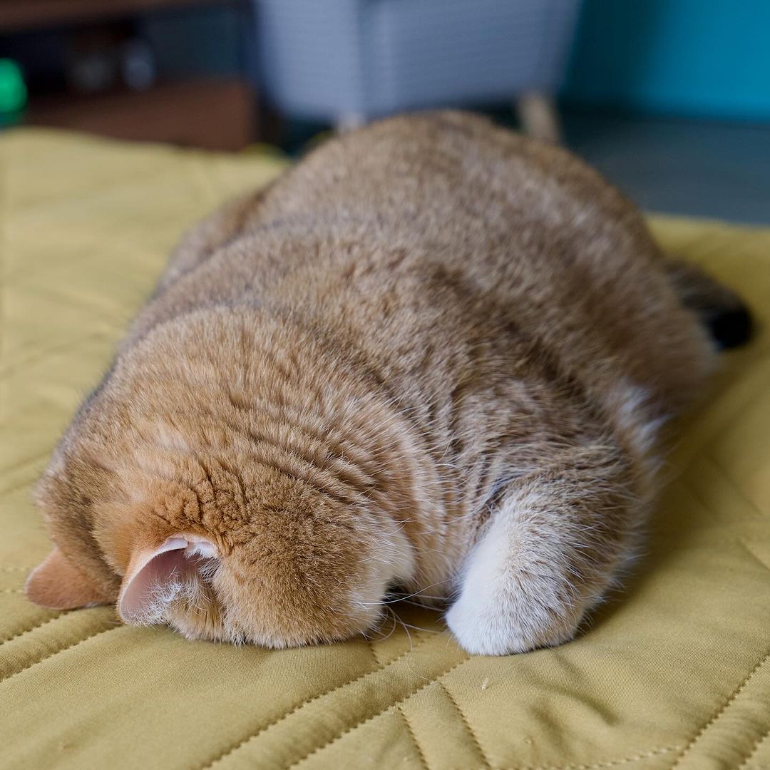 星期一的各位（圖／IG@hosico_cat）