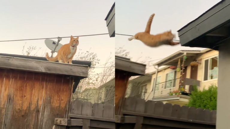 ▲一隻橘貓嘗試跳到另外一個屋頂上，主人也相信牠能成功，沒想到最後卻是落地失敗收場。（圖片來源：IG @americasgotnotalent）