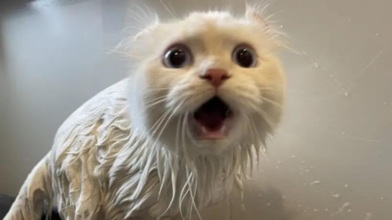 ▲家中有養貓咪的飼主們，應該都知道多數貓皇對於洗澡有著強烈抗拒的心態。（示意圖／取自X@potechi_nikki）